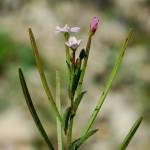 Fotografia 16 da espécie Epilobium parviflorum do Jardim Botânico UTAD