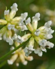 Fotografia da espécie Dorycnium pentaphyllum