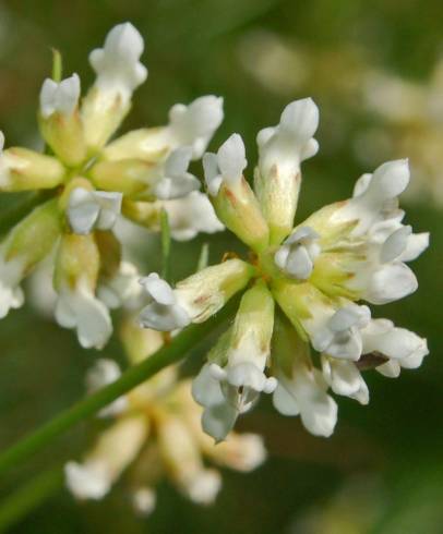 Fotografia de capa Dorycnium pentaphyllum - do Jardim Botânico