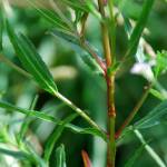 Fotografia 5 da espécie Epilobium tetragonum subesp. tetragonum do Jardim Botânico UTAD