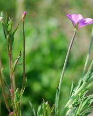 Fotografia da espécie Epilobium tetragonum subesp. tetragonum