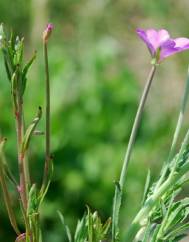 Epilobium tetragonum subesp. tetragonum