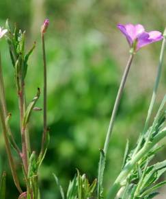 Fotografia da espécie Epilobium tetragonum