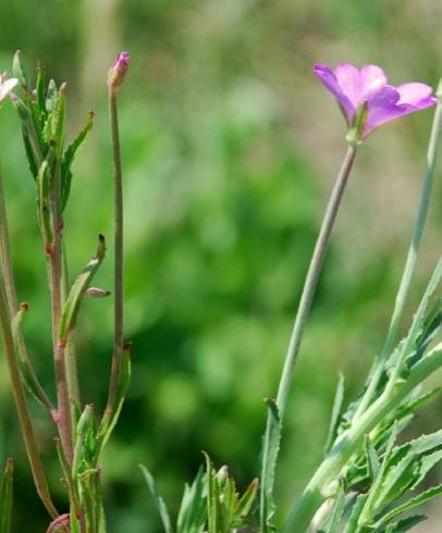 Fotografia de capa Epilobium tetragonum subesp. tetragonum - do Jardim Botânico