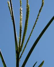 Fotografia da espécie Eleusine indica