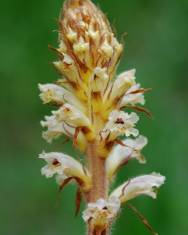 Fotografia da espécie Orobanche minor