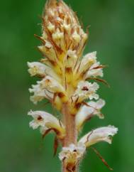 Orobanche minor