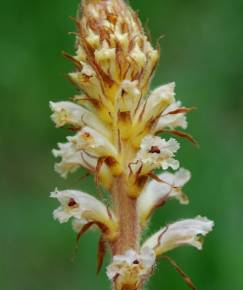 Fotografia da espécie Orobanche minor