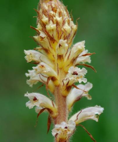 Fotografia de capa Orobanche minor - do Jardim Botânico