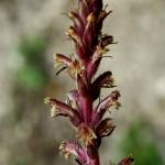 Fotografia 3 da espécie Orobanche minor do Jardim Botânico UTAD