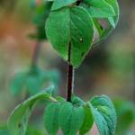 Fotografia 15 da espécie Origanum vulgare subesp. vulgare do Jardim Botânico UTAD