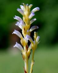 Fotografia da espécie Orobanche ramosa subesp. ramosa