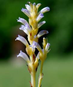 Fotografia da espécie Orobanche ramosa