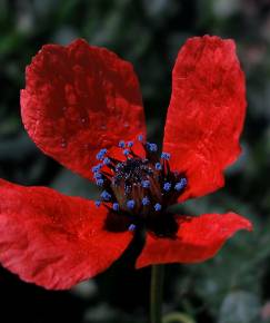 Fotografia da espécie Papaver hybridum