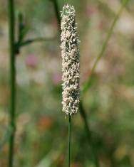 Fotografia da espécie Phleum pratense subesp. pratense