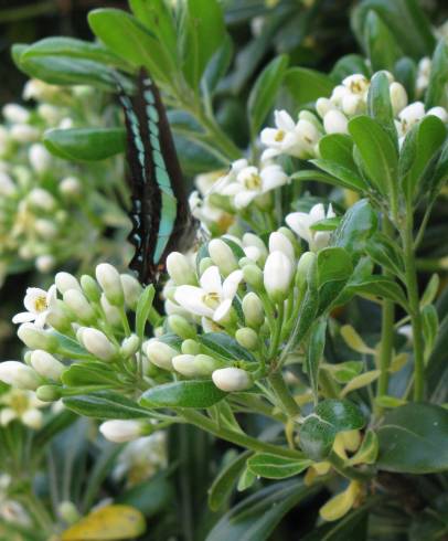 Fotografia de capa Pittosporum tobira - do Jardim Botânico