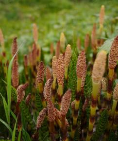 Fotografia da espécie Equisetum telmateia