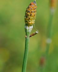 Fotografia da espécie Equisetum ramosissimum