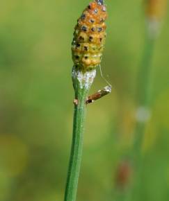 Fotografia da espécie Equisetum ramosissimum