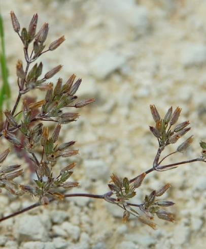 Fotografia de capa Minuartia mediterranea - do Jardim Botânico