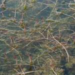 Fotografia 6 da espécie Myriophyllum spicatum do Jardim Botânico UTAD