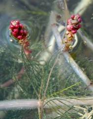 Myriophyllum spicatum