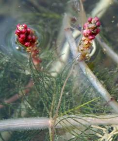 Fotografia da espécie Myriophyllum spicatum