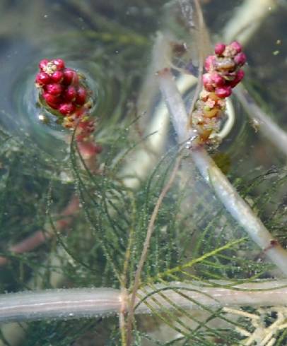 Fotografia de capa Myriophyllum spicatum - do Jardim Botânico