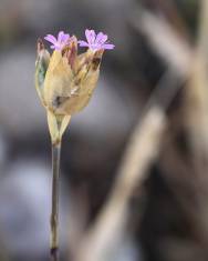 Fotografia da espécie Petrorhagia nanteuilii