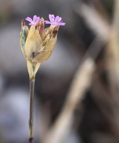 Fotografia de capa Petrorhagia nanteuilii - do Jardim Botânico