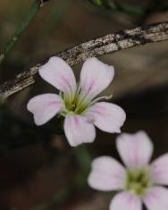 Fotografia da espécie Petrorhagia saxifraga