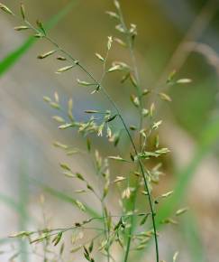 Fotografia da espécie Festuca arundinacea