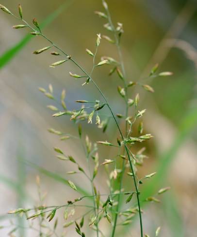 Fotografia de capa Festuca arundinacea subesp. arundinacea - do Jardim Botânico