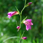 Fotografia 6 da espécie Gladiolus italicus do Jardim Botânico UTAD