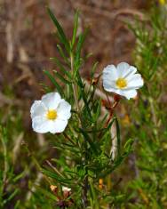 Fotografia da espécie Cistus libanotis