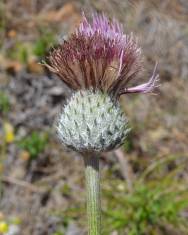 Fotografia da espécie Cirsium filipendulum