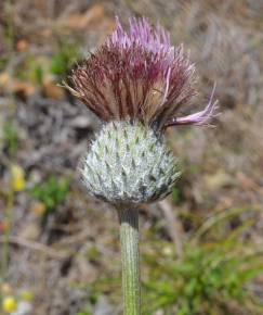 Fotografia da espécie Cirsium filipendulum