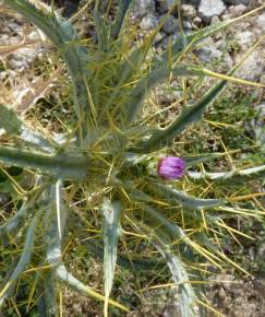 Fotografia da espécie Cirsium acarna