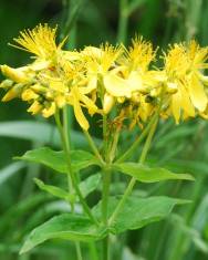 Fotografia da espécie Hypericum perfoliatum