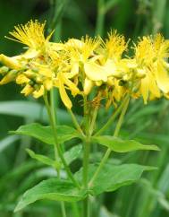 Hypericum perfoliatum