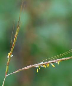 Fotografia da espécie Hyparrhenia hirta