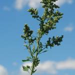 Fotografia 10 da espécie Chenopodium opulifolium do Jardim Botânico UTAD