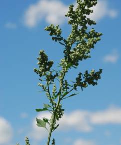 Fotografia da espécie Chenopodium opulifolium