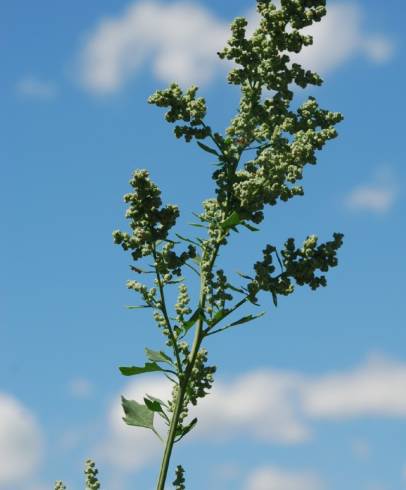 Fotografia de capa Chenopodium opulifolium - do Jardim Botânico