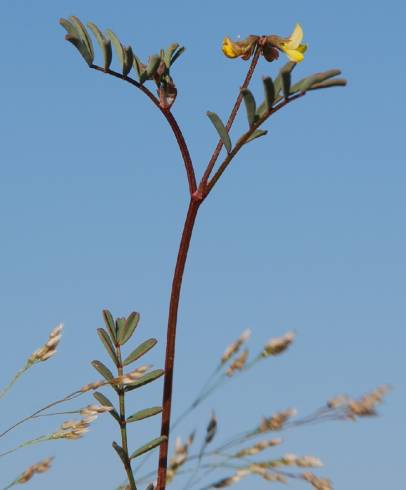 Fotografia de capa Hippocrepis ciliata - do Jardim Botânico