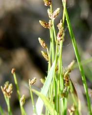 Fotografia da espécie Isolepis cernua