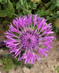 Fotografia da espécie Centaurea polyacantha