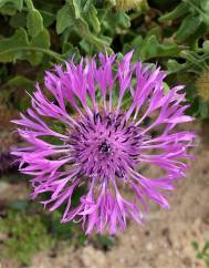 Centaurea polyacantha