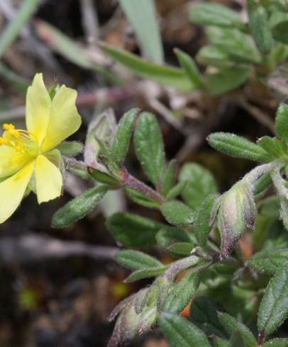 Fotografia de capa Helianthemum salicifolium - do Jardim Botânico