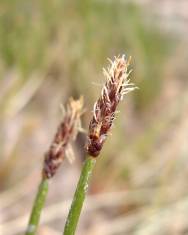 Fotografia da espécie Eleocharis palustris subesp. palustris